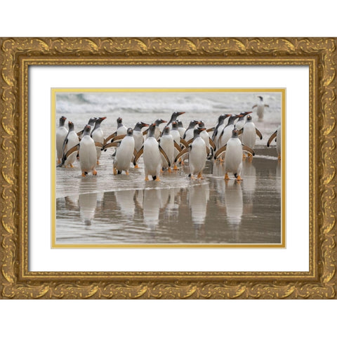 Falkland Islands-Grave Cove Gentoo penguins emerging from ocean  Gold Ornate Wood Framed Art Print with Double Matting by Jaynes Gallery