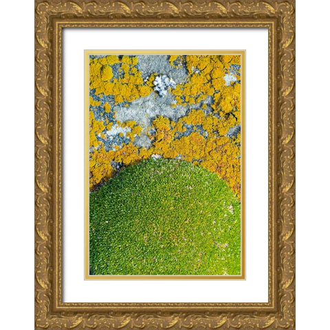 Moss and lichen-Saunders Island-Falkland Islands Gold Ornate Wood Framed Art Print with Double Matting by Su, Keren