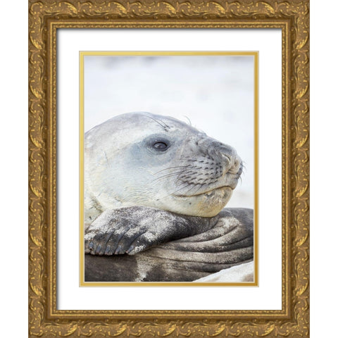 Southern elephant seal male-after harem and breeding season on the Falkland Islands Gold Ornate Wood Framed Art Print with Double Matting by Zwick, Martin