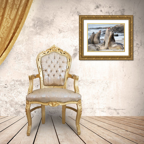 Southern elephant seal after harem and breeding season Young bulls fighting  Gold Ornate Wood Framed Art Print with Double Matting by Zwick, Martin