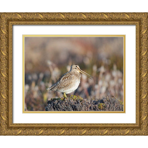 Magellan Snipe taxonomy under dispute-sometimes also called Paraguayan Snipe Falkland Islands Gold Ornate Wood Framed Art Print with Double Matting by Zwick, Martin