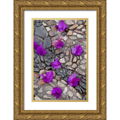 Mexico, Bougainvillea petals on cobblestones Gold Ornate Wood Framed Art Print with Double Matting by Rotenberg, Nancy