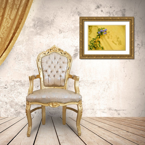 Mexico, Morning glory vine on stucco wall Gold Ornate Wood Framed Art Print with Double Matting by Rotenberg, Nancy