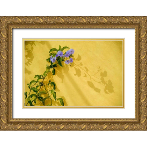 Mexico, Morning glory vine on stucco wall Gold Ornate Wood Framed Art Print with Double Matting by Rotenberg, Nancy