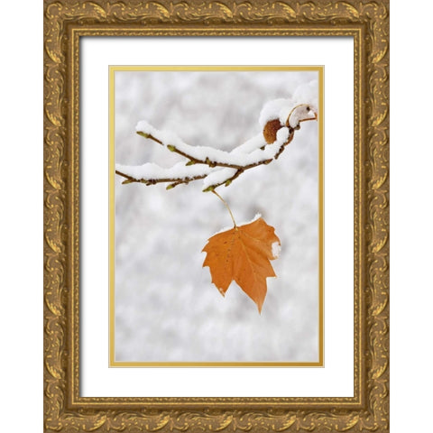 Lone leaf clings to a snowy sycamore tree branch Gold Ornate Wood Framed Art Print with Double Matting by Flaherty, Dennis