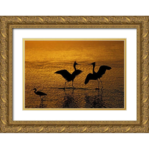 Silhouettes of reddish egrets in mating dance Gold Ornate Wood Framed Art Print with Double Matting by Morris, Arthur