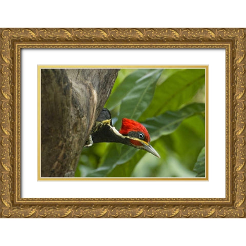 Mexico, Tamaulipas Lineated woodpecker in nest Gold Ornate Wood Framed Art Print with Double Matting by Welling, Dave