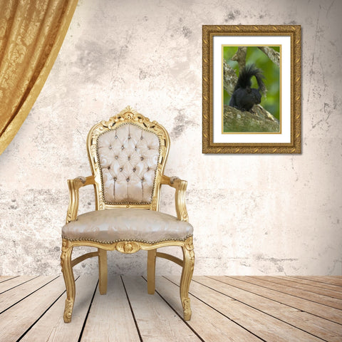 Mexico, Tamaulipas Curious red-bellied squirrel Gold Ornate Wood Framed Art Print with Double Matting by Welling, Dave