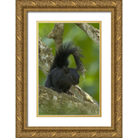 Mexico, Tamaulipas Curious red-bellied squirrel Gold Ornate Wood Framed Art Print with Double Matting by Welling, Dave
