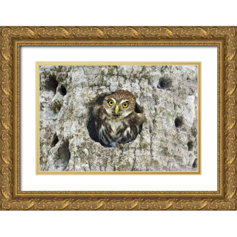 Mexico, Tamaulipas Ferruginous pygmy owl in nest Gold Ornate Wood Framed Art Print with Double Matting by Welling, Dave
