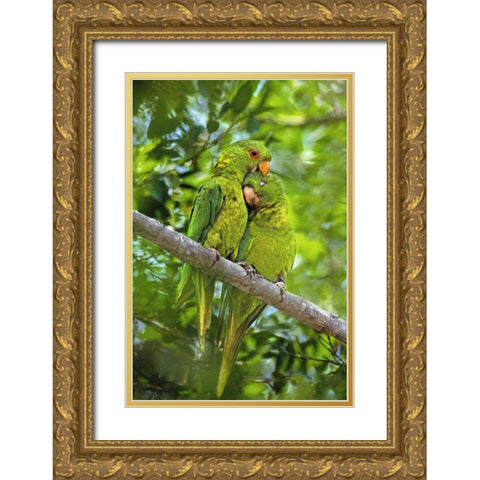 Mexico, Tamaulipas Pair of green parakeets preen Gold Ornate Wood Framed Art Print with Double Matting by Welling, Dave