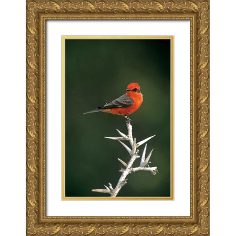 Mexico, Tamaulipas Vermillion flycatcher perched Gold Ornate Wood Framed Art Print with Double Matting by Welling, Dave