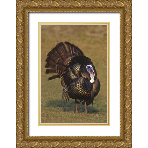 Mexico, Tamaulipas Tom turkey in mating display Gold Ornate Wood Framed Art Print with Double Matting by Welling, Dave