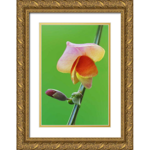 Close-up of Scotch broom flower and bud on stem Gold Ornate Wood Framed Art Print with Double Matting by Flaherty, Dennis