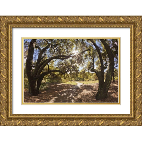 Mexico, Tecate Oak trees at Rancho La Purerta Gold Ornate Wood Framed Art Print with Double Matting by Paulson, Don