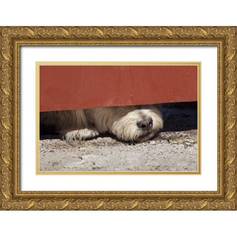 Mexico Dog with nose under door Gold Ornate Wood Framed Art Print with Double Matting by Paulson, Don