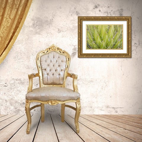 Mexico, San Miguel de Allende Yucca plant Gold Ornate Wood Framed Art Print with Double Matting by Paulson, Don