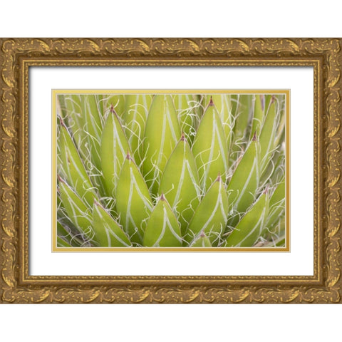 Mexico, San Miguel de Allende Yucca plant Gold Ornate Wood Framed Art Print with Double Matting by Paulson, Don