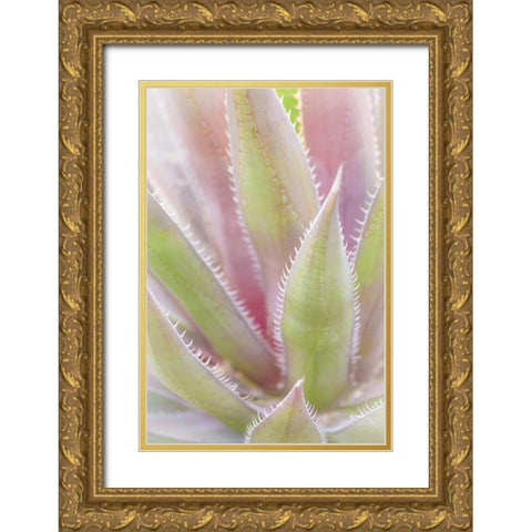 Mexico, San Miguel de Allende Yucca plant Gold Ornate Wood Framed Art Print with Double Matting by Paulson, Don