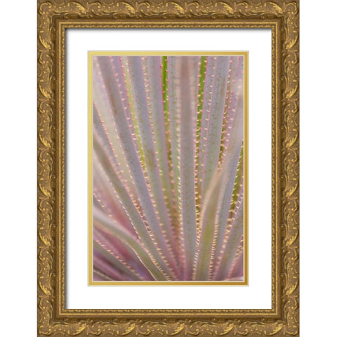 Mexico, San Miguel de Allende Yucca plant Gold Ornate Wood Framed Art Print with Double Matting by Paulson, Don