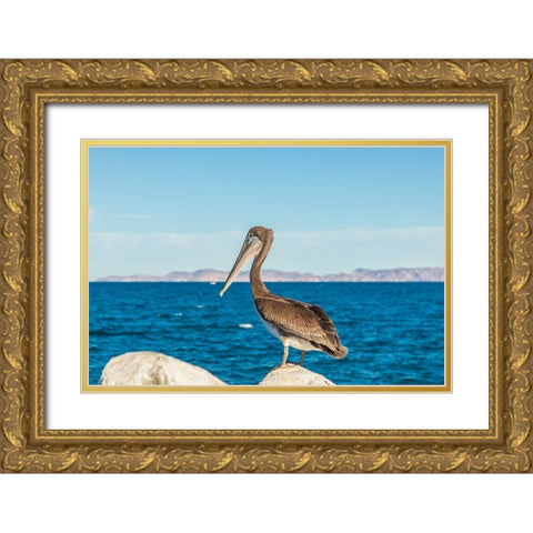 Loreto- Baja California Sur- Mexico. A Brown pelican along the shore of the Sea of Cortez. Gold Ornate Wood Framed Art Print with Double Matting by Wilson, Emily M.