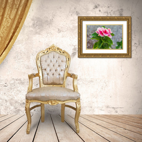 Loreto- Baja California Sur- Mexico. A pink flower along the street. Gold Ornate Wood Framed Art Print with Double Matting by Wilson, Emily M.