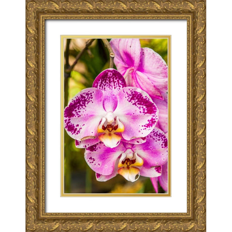 Flowers at the Puerto Vallarta Botanical Garden-Puerto Vallarta-Jalisco-Mexico Gold Ornate Wood Framed Art Print with Double Matting by DeFreitas, Michael