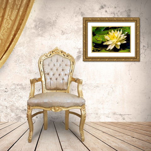 Water lily Puerto Vallarta Botanical Garden-Puerto Vallarta-Jalisco-Mexico Gold Ornate Wood Framed Art Print with Double Matting by DeFreitas, Michael