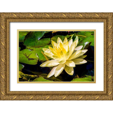 Water lily Puerto Vallarta Botanical Garden-Puerto Vallarta-Jalisco-Mexico Gold Ornate Wood Framed Art Print with Double Matting by DeFreitas, Michael