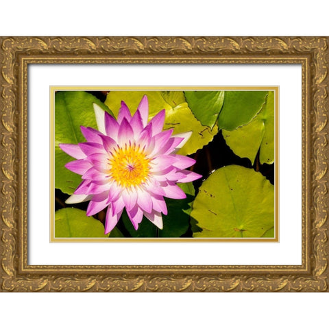 Water lily Puerto Vallarta Botanical Garden-Puerto Vallarta-Jalisco-Mexico Gold Ornate Wood Framed Art Print with Double Matting by DeFreitas, Michael