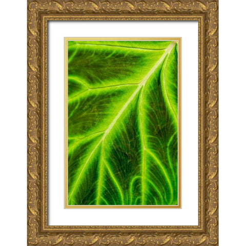 Leaf veins Puerto Vallarta Botanical Garden-Puerto Vallarta-Jalisco-Mexico Gold Ornate Wood Framed Art Print with Double Matting by DeFreitas, Michael