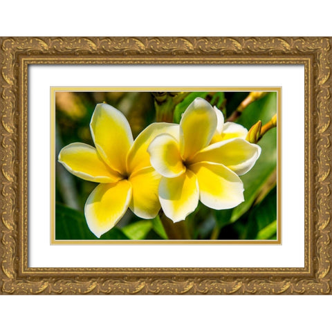 Puerto Vallarta Botanical Garden-Puerto Vallarta-Jalisco-Mexico Gold Ornate Wood Framed Art Print with Double Matting by DeFreitas, Michael