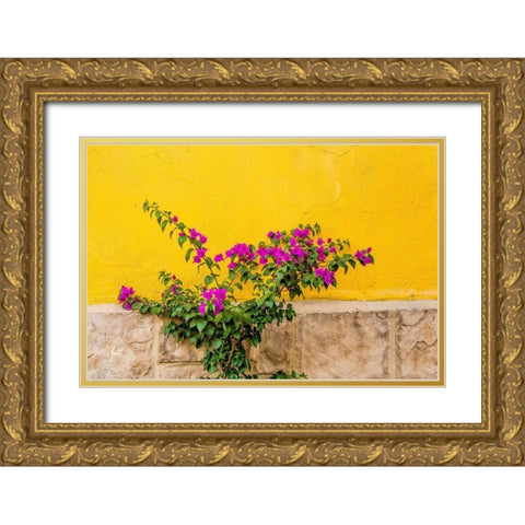 Plant against wall in Tlaquepaque-near Guadalajara-Jalisco-Mexico Gold Ornate Wood Framed Art Print with Double Matting by DeFreitas, Michael