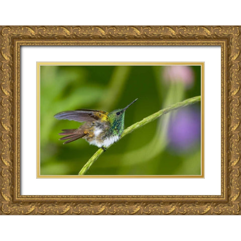 Panama Snowy-bellied hummingbird on limb Gold Ornate Wood Framed Art Print with Double Matting by Williams, Joanne