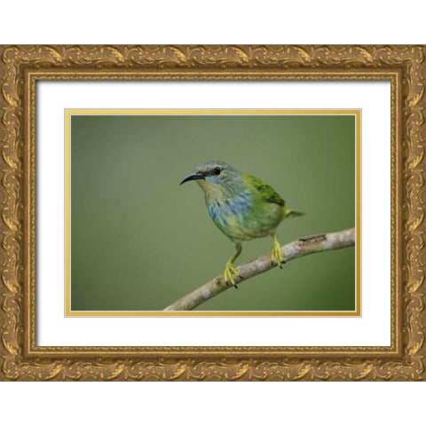 Panama, Gamboa Rainforest Shining honeycreeper Gold Ornate Wood Framed Art Print with Double Matting by Morris, Arthur