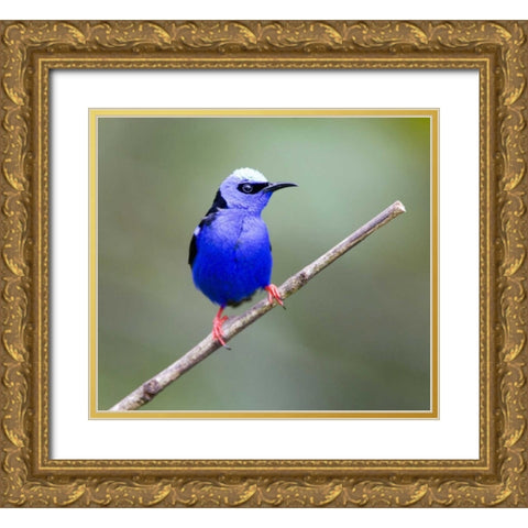 Panama, Red-legged honeycreeper bird on limb Gold Ornate Wood Framed Art Print with Double Matting by Williams, Joanne