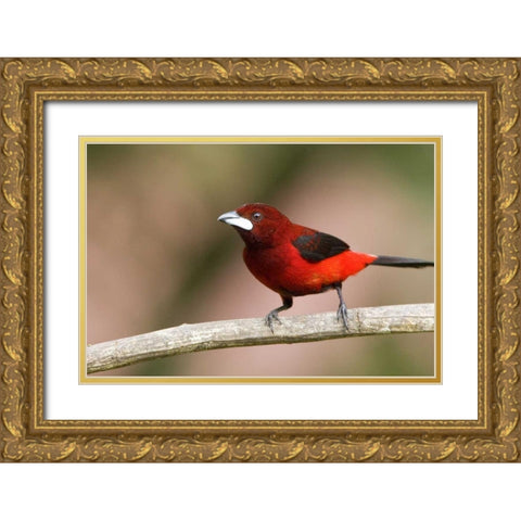 Panama Canal Zone Crimson-backed tanager on limb Gold Ornate Wood Framed Art Print with Double Matting by Williams, Joanne