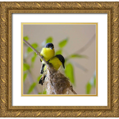Panama Pair of golden-collared manikin birds Gold Ornate Wood Framed Art Print with Double Matting by Williams, Joanne