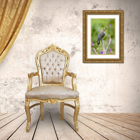 Panama Red-crowned woodpecker on branch stump Gold Ornate Wood Framed Art Print with Double Matting by Williams, Joanne