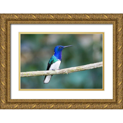 Panama Snowy-bellied hummingbird perched on limb Gold Ornate Wood Framed Art Print with Double Matting by Williams, Joanne