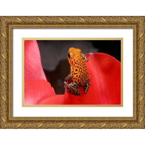 Panama A variety of poison dart frog on red leaf Gold Ornate Wood Framed Art Print with Double Matting by Zuckerman, Jim