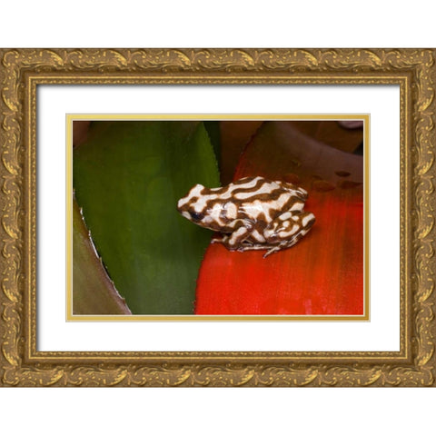 Panama A variety of poison dart frog on red leaf Gold Ornate Wood Framed Art Print with Double Matting by Zuckerman, Jim