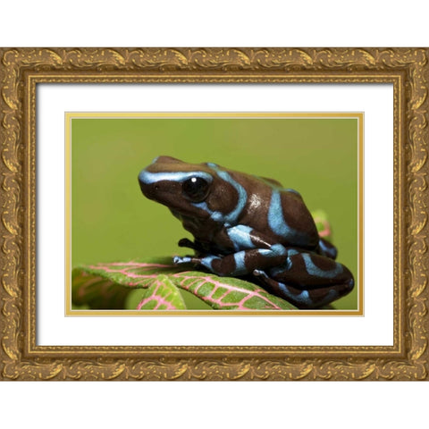 South America, Panama Blue and black dart frog Gold Ornate Wood Framed Art Print with Double Matting by Flaherty, Dennis