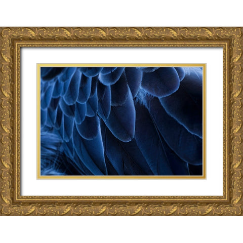 Pattern in feathers of Southern screamer or Crested screamer-native to Peru-Bolivia-Paraguay Gold Ornate Wood Framed Art Print with Double Matting by Jones, Adam