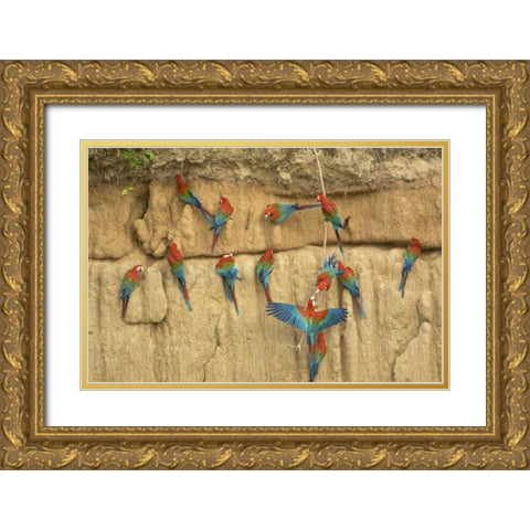 Peru, Amazon, Red and green macaws eating clay Gold Ornate Wood Framed Art Print with Double Matting by Kirkland, Dennis