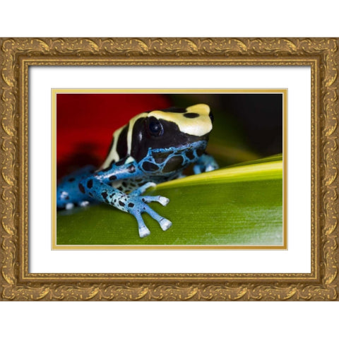 Republic of Surinam Poison dart frog on leaf Gold Ornate Wood Framed Art Print with Double Matting by Zuckerman, Jim