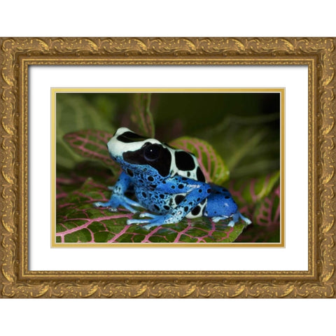 South America, Surinam Patricia poison dart frog Gold Ornate Wood Framed Art Print with Double Matting by Flaherty, Dennis