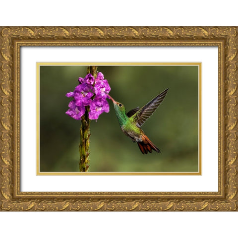 Rufous tailed hummingbird-Costa Rica Gold Ornate Wood Framed Art Print with Double Matting by Jones, Adam