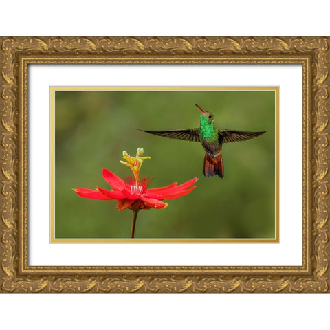 Rufous tailed hummingbird-Costa Rica Gold Ornate Wood Framed Art Print with Double Matting by Jones, Adam