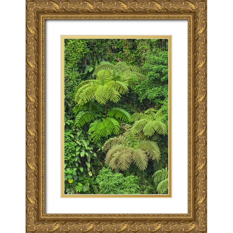 Cloud forest trees and vegetation in the mountains of Bajos del Toro Amarillo-Sarchi-Costa Rica Gold Ornate Wood Framed Art Print with Double Matting by Jones, Adam